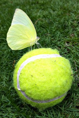 Catopsilia pomona pomona (Lemon Emigrant)