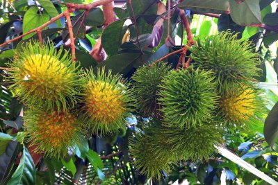 Yellow Rambutan