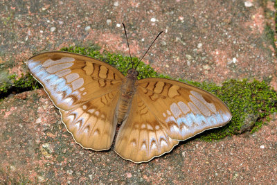 Tanaecia godartii asoka