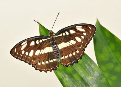 adult