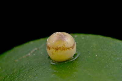 Butt Egg.jpg