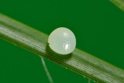 _LC24806x.jpg