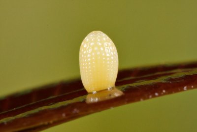 _MG_1367x.jpg