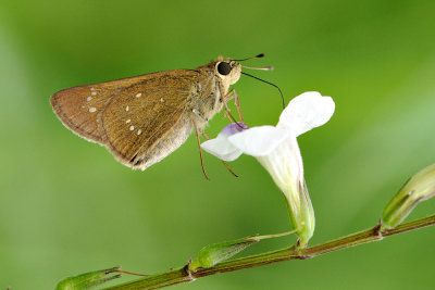 Pelopidas mathias -female
