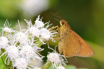 Polytremis lubricans - male