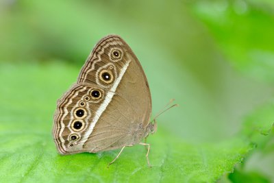 Mycalesis mineus macromalayana(Dark Brand Bush Brown)