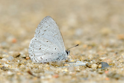 Udara dilecta dilecta