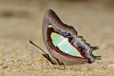 Polyura athamas athamas (Common Nawab)