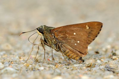 Pithauria marsena