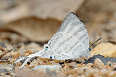 Neomyrina nivea periculosa (The White Imperial)