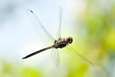 Zygonyx iris (male)