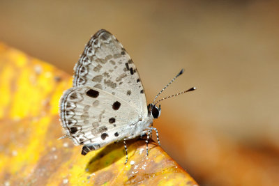 Megisba malaya sikkima (The Malayan)