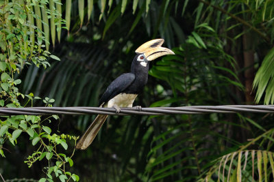 Anthracoceros albirostris (Oriental Pied Hornbill)