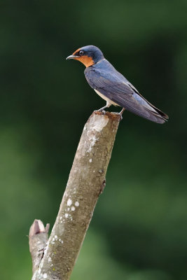 Pacific Swallow