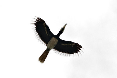 Anthracoceros albirostris (Oriental Pied Hornbill)