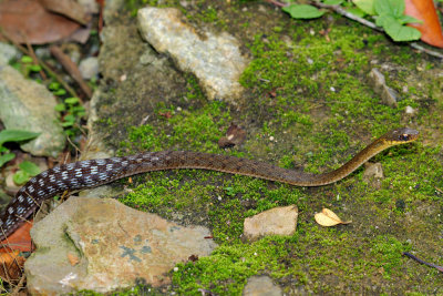 Xenochrophis piscator(Chequered Keelback)