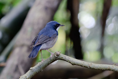 Luscinia cyane (Siberian Blue Robin)