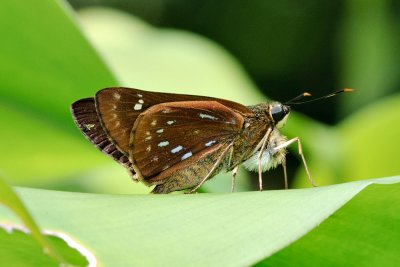 Pithauria marsena (female)