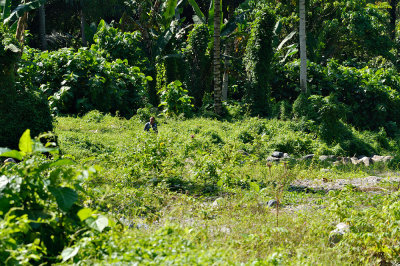 Bogani Nani Wartabone National Park