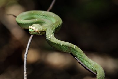 Pit-Viper