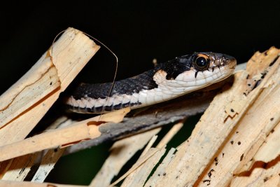 Pit-Viper