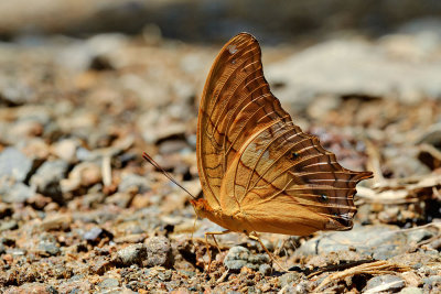 Vindula dejone celebensis