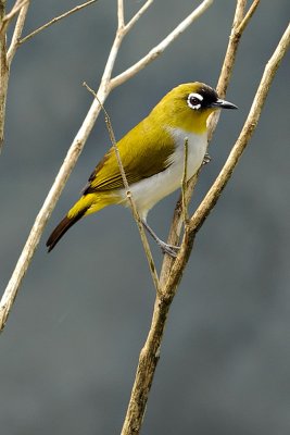 Zosterops atricapilla (Black-capped White-eye)