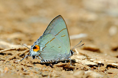 Hypolycaena erylus gamatius.jpg