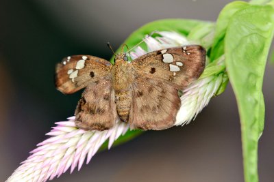 _LC87544.jpg