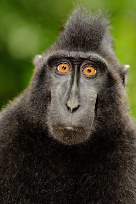 Macaca nigra (Black Crested Macaque)