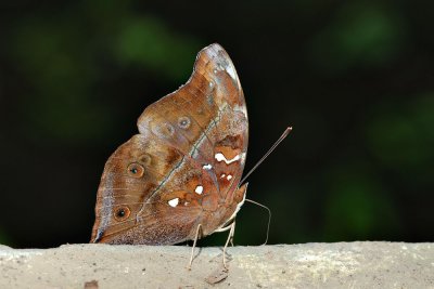 Doleschallia polibete celebensis