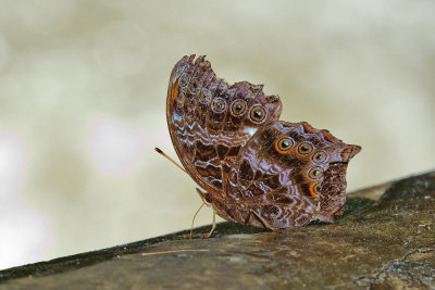 Rhinopalpa polynice megalonice