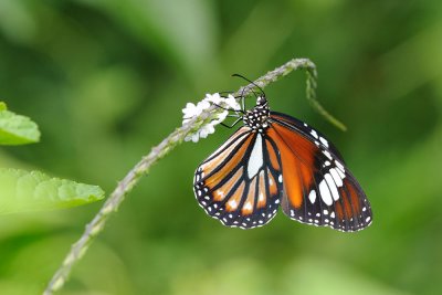 Danaus genutia leucoglene