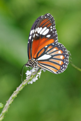 Danaus genutia leucoglene