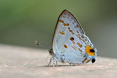 Hypolycaena sipylus giscon