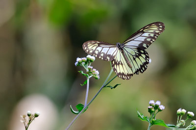 Ideopsis vitrea vitrea