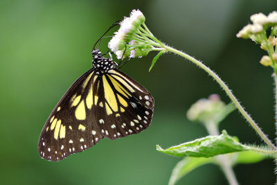 Parantica cleona luciplena