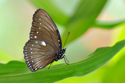 Hypolimnas anomala stellata