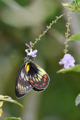 Delias rosenbergi rosenbergi (female)