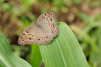 Junonia atlites acera