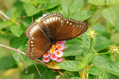 Hypolimnas anomala stellata