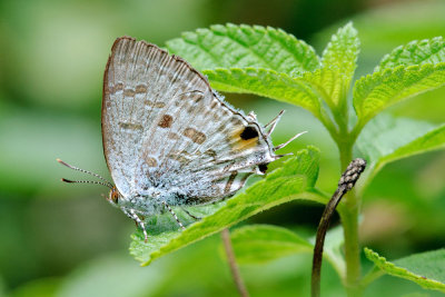 Hypolycaena sipylus giscon