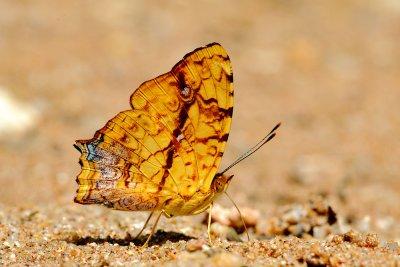 Symbrenthia lilaea luciana (Common Jester)