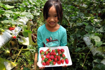 pick strawberries