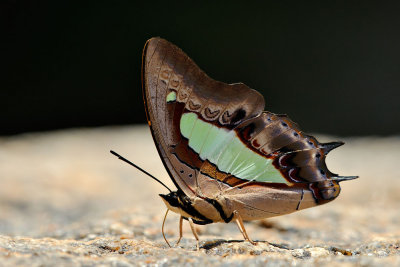 Polyura athamas athamas (Common Nawab)