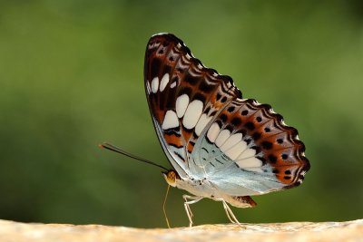 Moduza procris milonia (Commander)