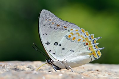 Polyura delphis concha (Jeweled Nawab)