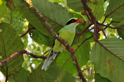 Cissa thalassina (Short-tailed Green Magpie)