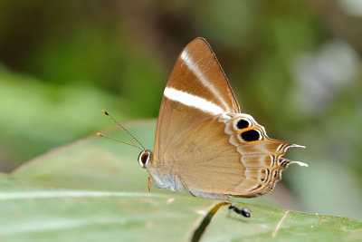 Abisara neophron chelina (Tailed Judy)