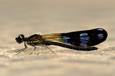 Aristocypha fenestrella